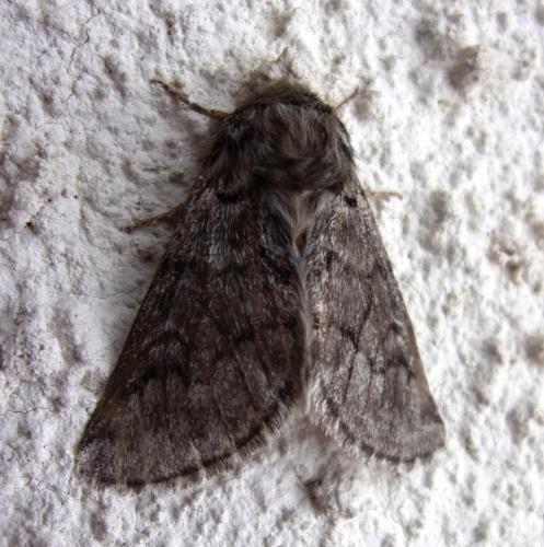 Réf. 186 978 : Thaumetopoea pityocampa